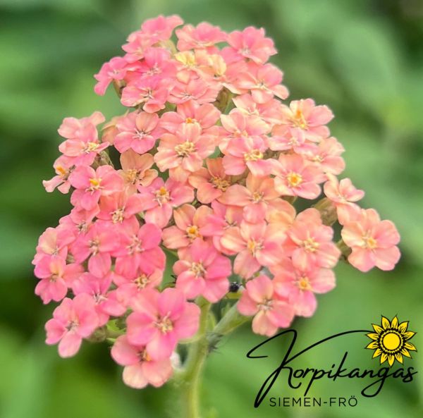 Leikkokärsämö, pikkutaimi